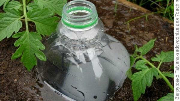 глубокий полив с помощью пластиковых бутылок, фото с просторов интернета