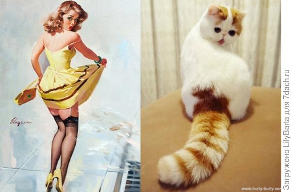 кот и.. кот и..