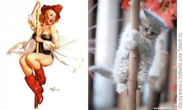кошка и... кошка и...