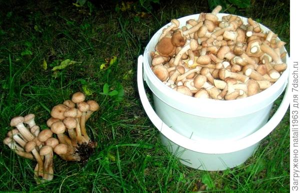 Мои заготовки на зиму и вкуснейший рецепт пирога.