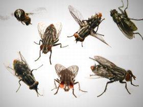 http://fohn.net/pictures-of-flies/pix-flies-2.html http://fohn.net/pictures-of-flies/pix-flies-2.html