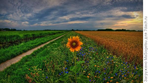 подсолнечник однолетний (Helianthus annuus) - из лета в осень :) подсолнечник однолетний (Helianthus annuus) - из лета в осень :)