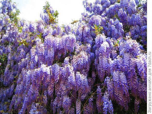 Китайская глициния (Wisteria chinensis) Китайская глициния (Wisteria chinensis)