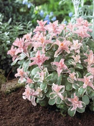Sedum Pinky (x). Фото с сайта www.jardinsdemmarocalles.com Sedum Pinky (x). Фото с сайта www.jardinsdemmarocalles.com