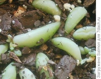 Укоренённые листки седума Моргана. Фото из блога 2.bp.blogspot.com Укоренённые листки седума Моргана. Фото из блога 2.bp.blogspot.com