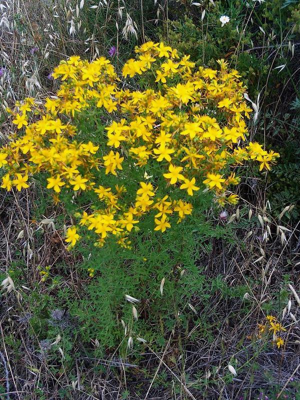 Зверобой продырявленный (Hypericum perforatum) , фото с сайта ru.wikipedia.org Зверобой продырявленный (Hypericum perforatum) , фото с сайта ru.wikipedia.org