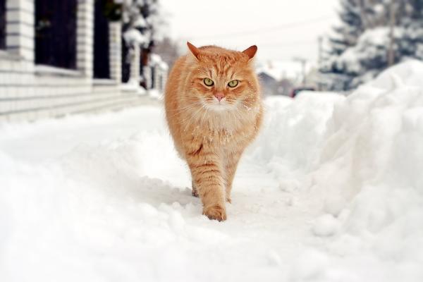 Сколько снега нам нужно? Сколько снега нам нужно?