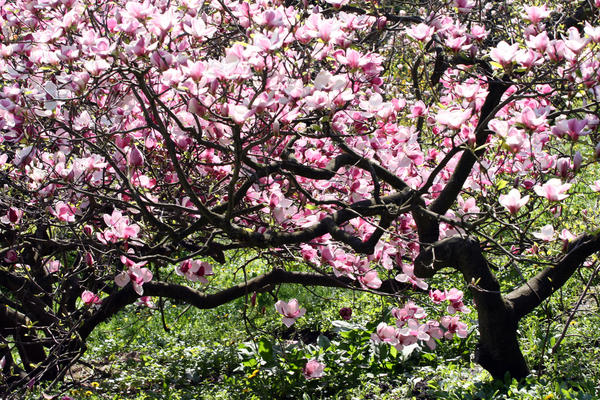 Магнолия - дерево с невероятно прекрасными цветами, которое украсит ваш сад