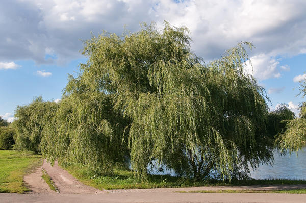 Salix alba Salix alba