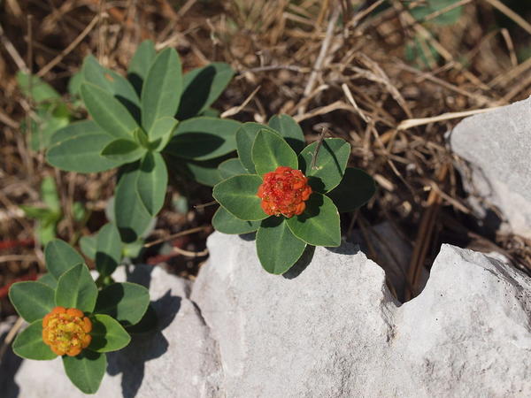 Молочай головчатый (Euphorbia capitulata). Фото с сайта http://de.wikipedia.org/ Молочай головчатый (Euphorbia capitulata). Фото с сайта http://de.wikipedia.org/