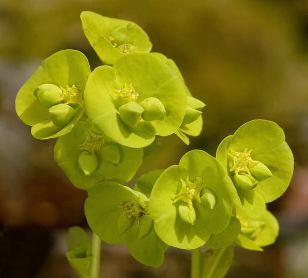 Молочай миндалевидный (Euphorbia amygdaloides) Молочай миндалевидный (Euphorbia amygdaloides)