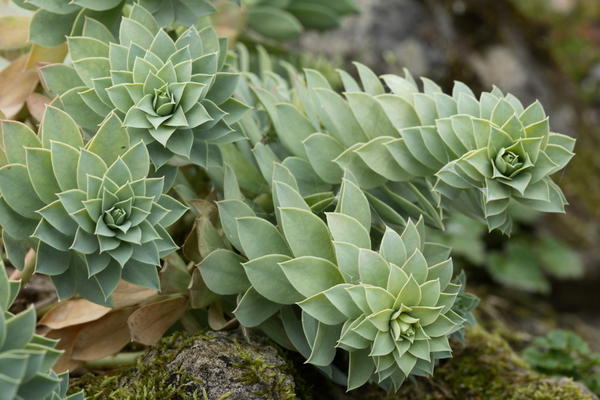 Молочай миртолистный (Euphorbia myrsinites) Молочай миртолистный (Euphorbia myrsinites)