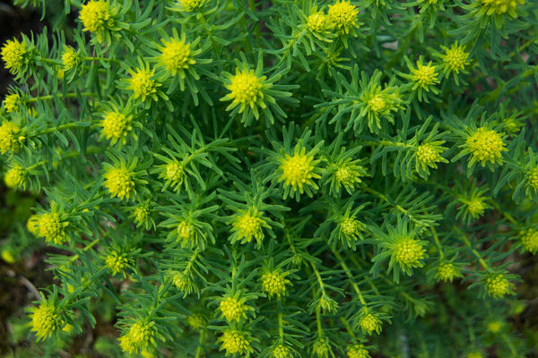 Молочай кипарисовый (Euphorbia cyparissias) Молочай кипарисовый (Euphorbia cyparissias)
