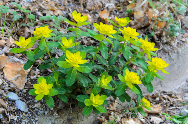 Молочай многоцветковый (Euphorbia polychroma) Молочай многоцветковый (Euphorbia polychroma)