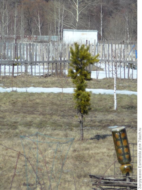 сосна сосна