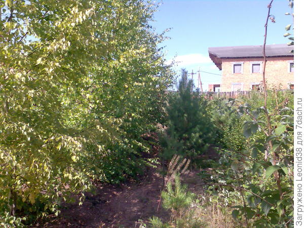 лес лес