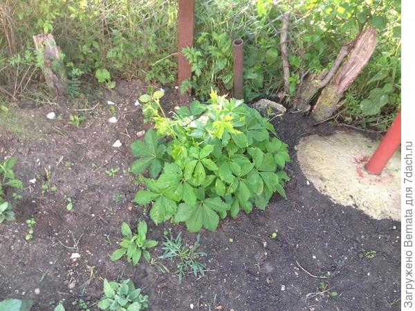 кустик дикого винограда кустик дикого винограда