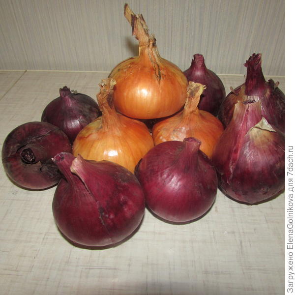 репчатый лук репчатый лук