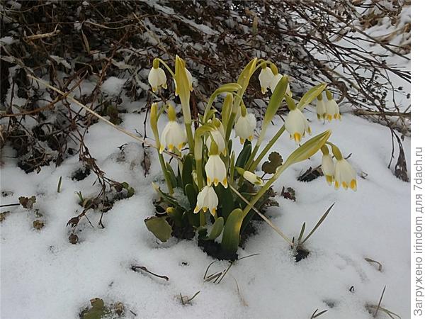 семья семья