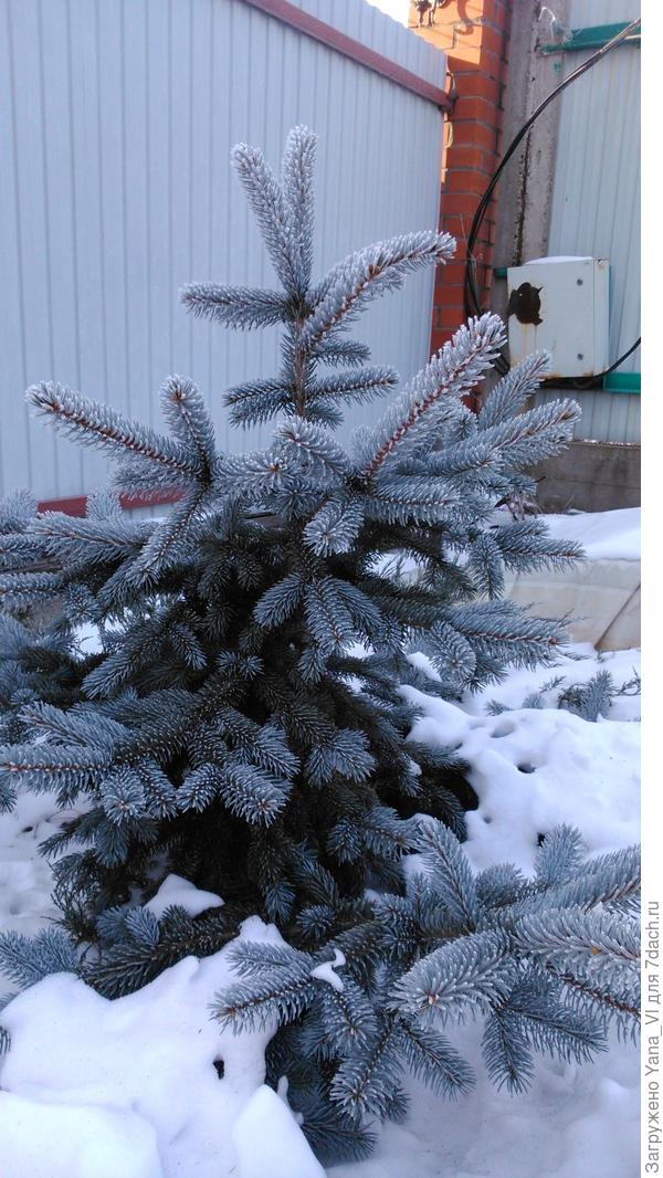 голубая ель голубая ель