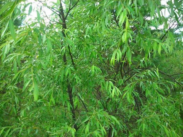 Ива остролистная. Фото сайта iv-flowers.com Ива остролистная. Фото сайта iv-flowers.com