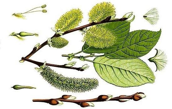 Ботаническая иллюстрация книги O. B. Tome Flora vom Deutschland, Osterreich und der Schweiz Ботаническая иллюстрация книги O. B. Tome Flora vom Deutschland, Osterreich und der Schweiz