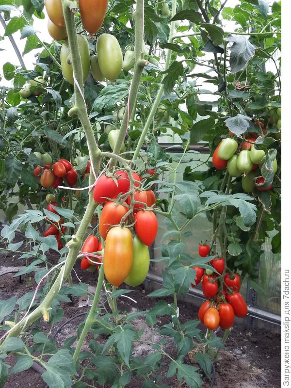 Русские Колокола Томат Фото – Telegraph