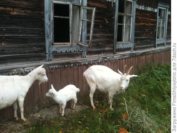 Феня, Принцесса и Маруська осенью 2016 года Феня, Принцесса и Маруська осенью 2016 года