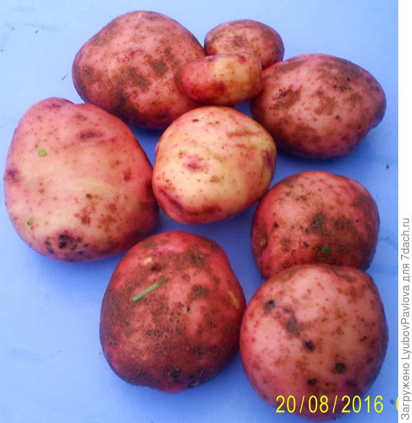 розовый картофель розовый картофель