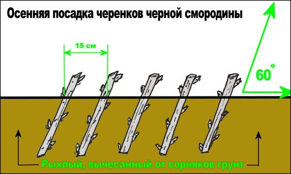 Посадка кустов смородины расстояние Посадка кустов смородины расстояние