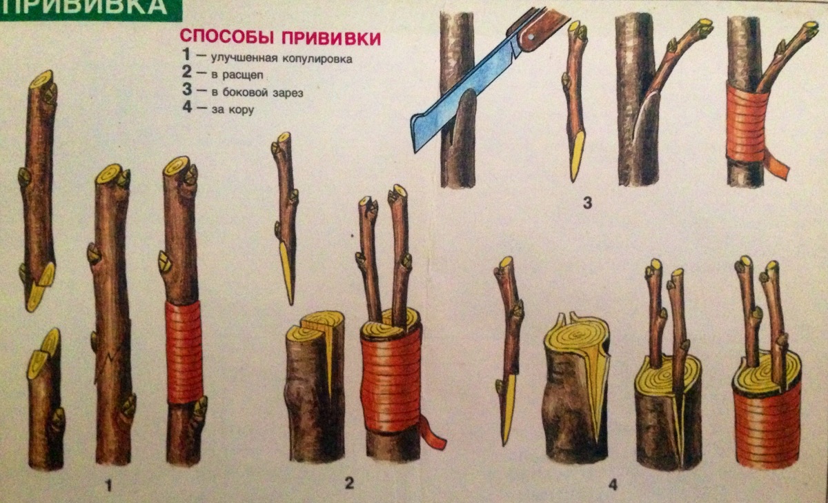 Сливы сажают на расстоянии Сливы сажают на расстоянии