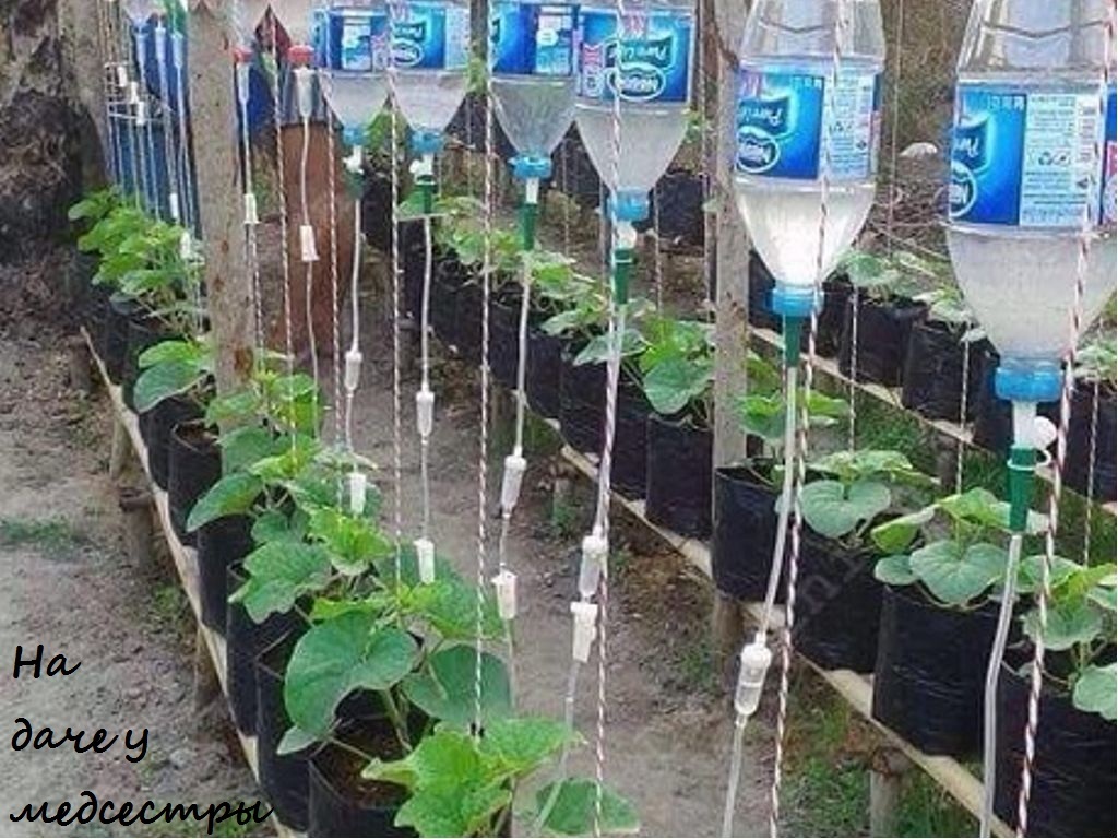 Выращивание томатов в пластиковых бутылках 95
