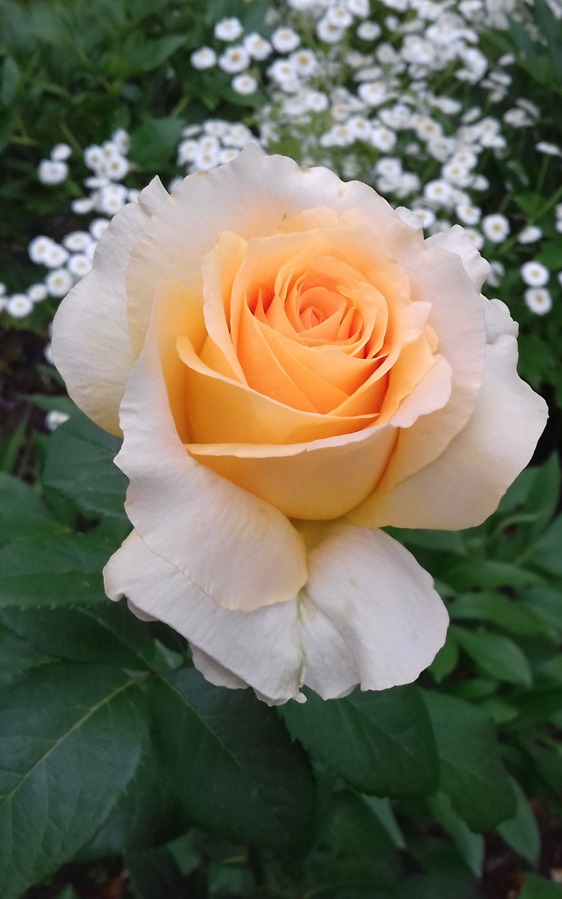 Эмили - Золотая роза - 121 фото