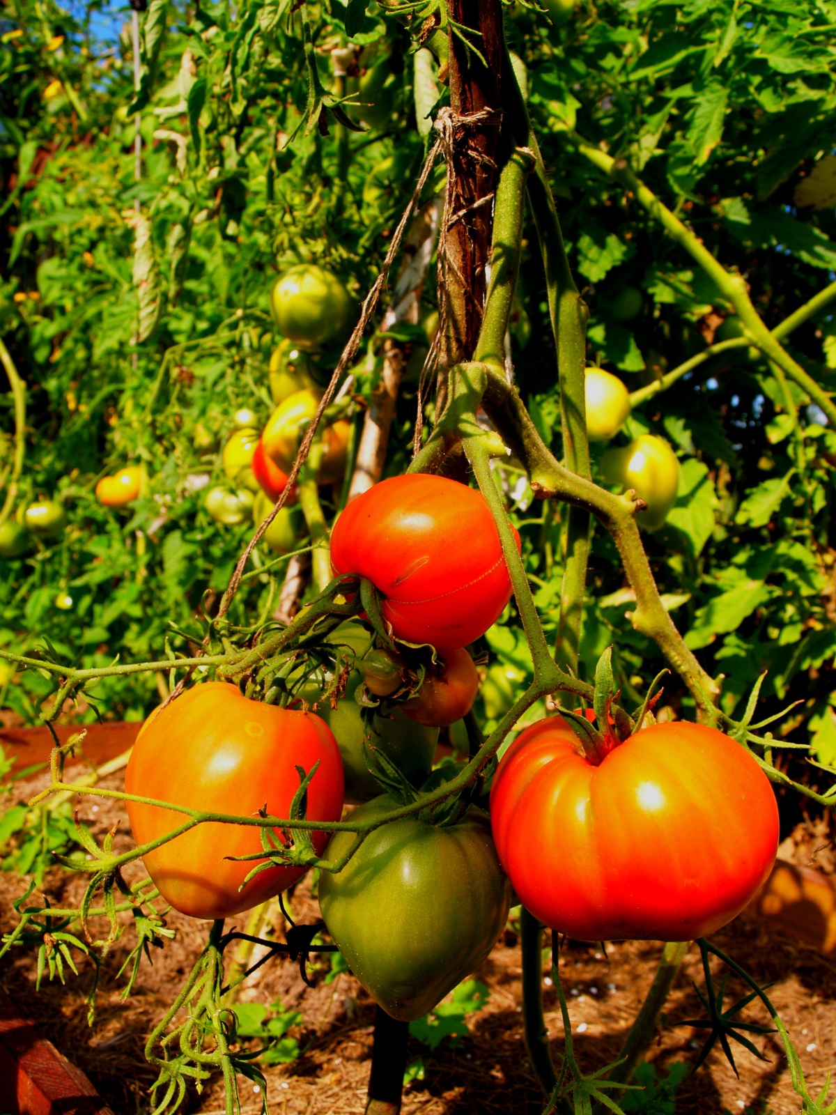 томаты данко фото