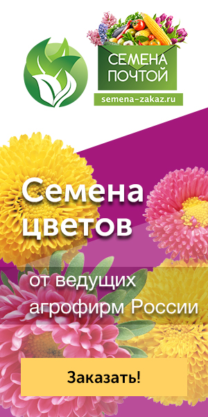 Когда и как сажать снежноягодник Когда и как сажать снежноягодник