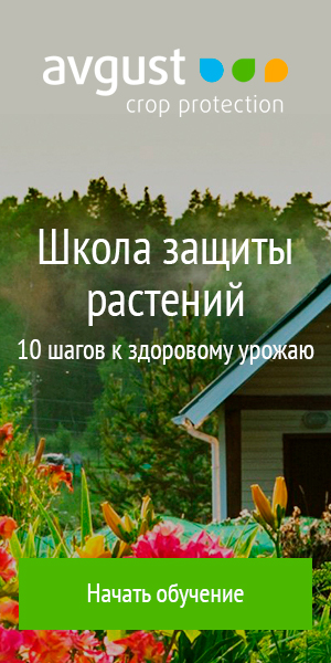 Груша какой сорт лучше посадить Груша какой сорт лучше посадить