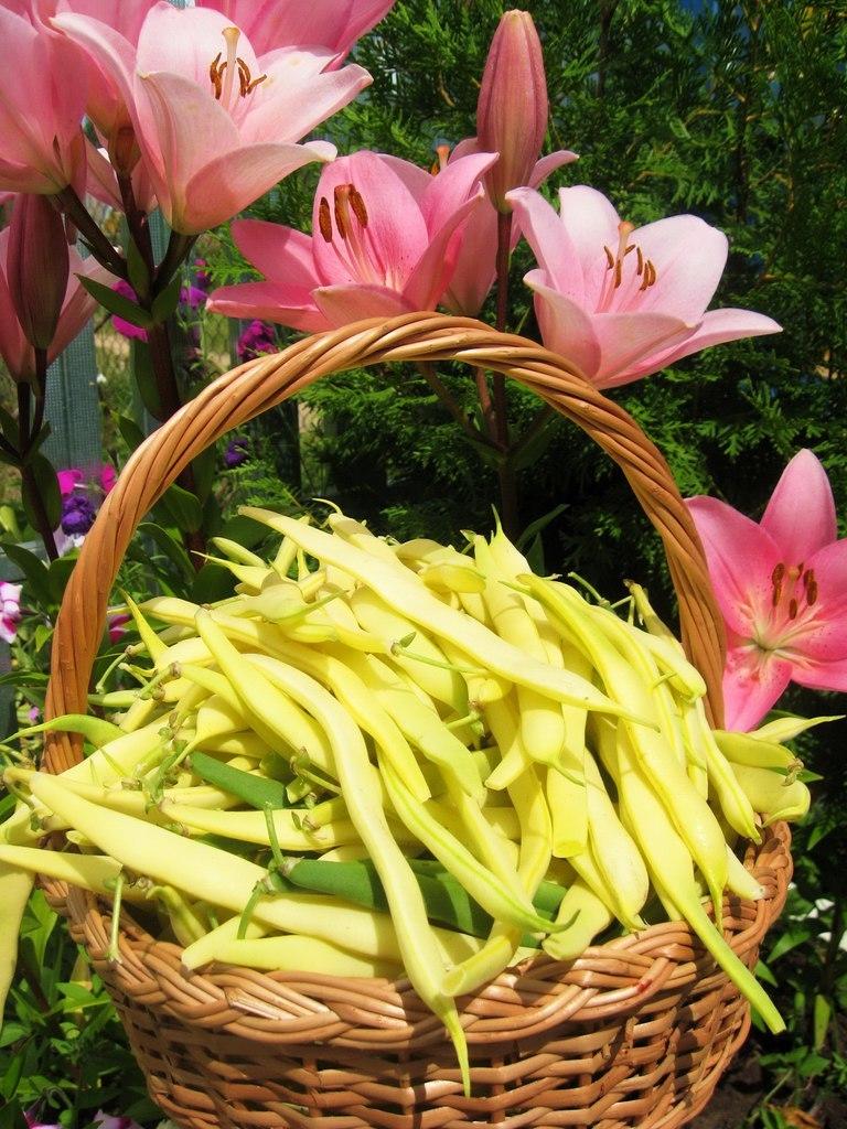 Маринованная стручковая фасоль. Рецепт заготовки с фото