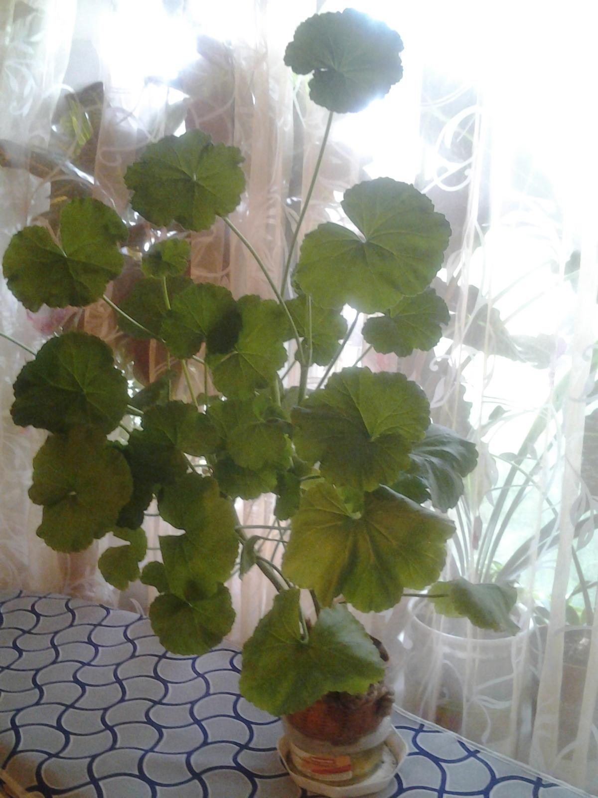 пеларгония anthony. булавка для пеларгонии. королевская герань подрезка. пеларгония не цветущая. пеларгония даво.