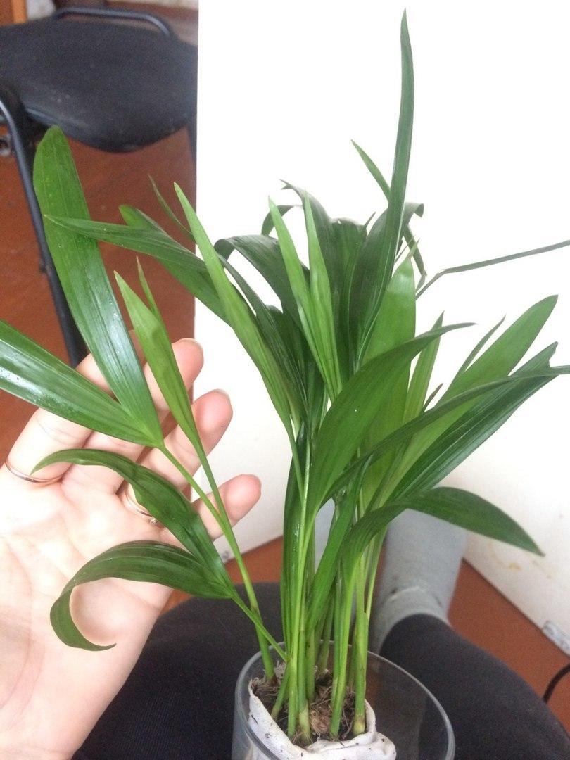 длинные листья. кратон кодиеум узколистный. копытень обыкновенный. пеперомия монетолистная. растение с двойными листьями.