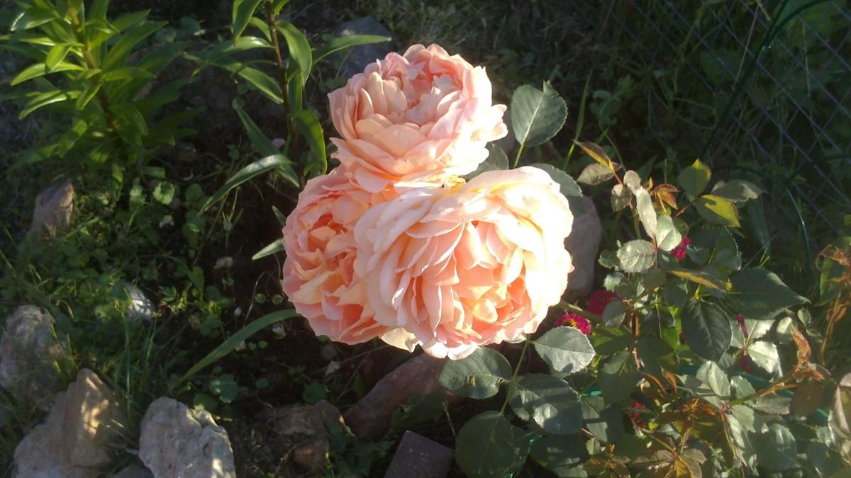 Роза джина ламборджини