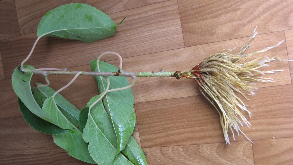 Корневин, инструкция по применению корневина