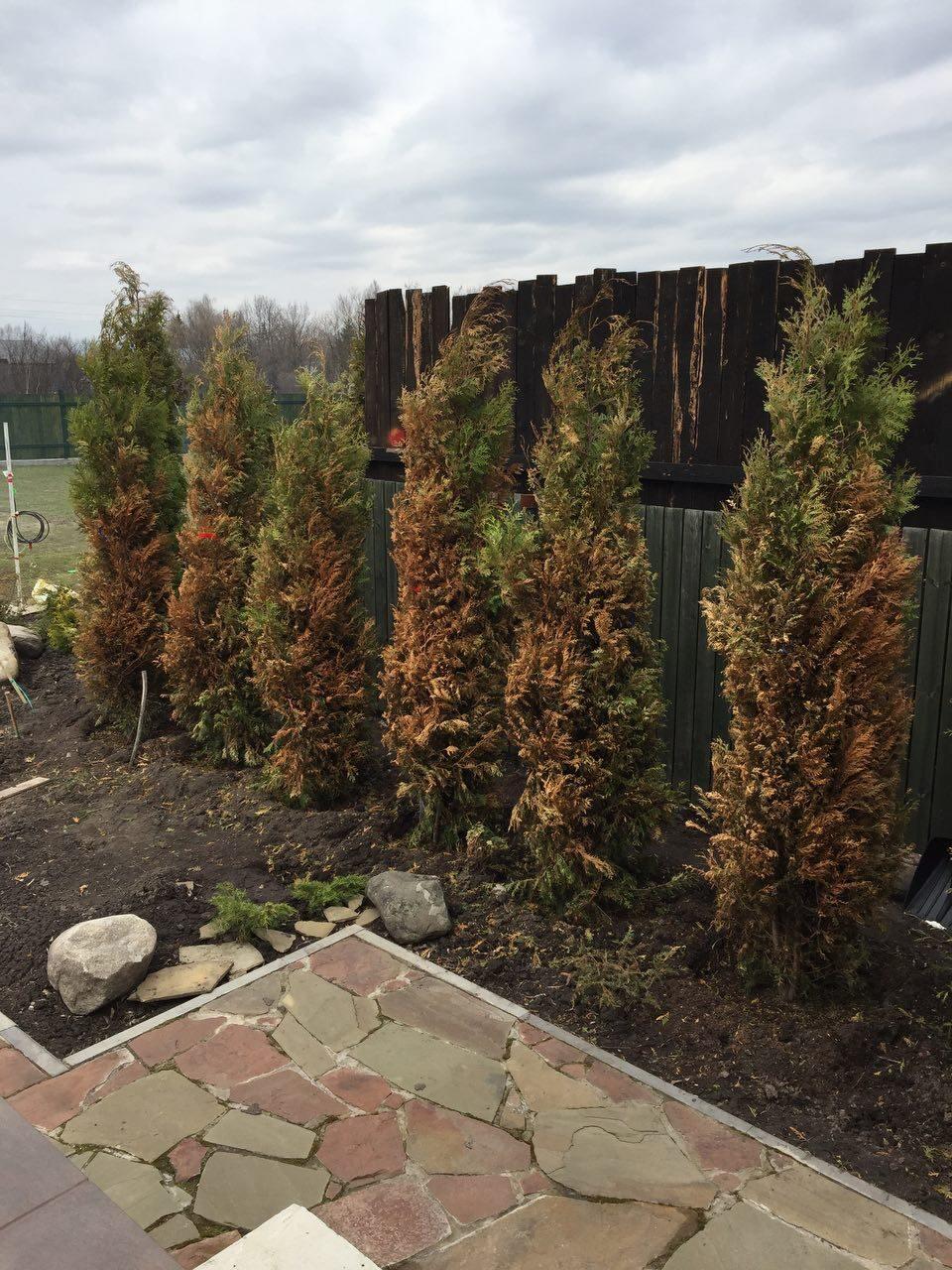 Туи после зимы. Туя смарагд высохла. Туя смарагд зимой. Туя смарагд подсыхают. Туя западная пожелтела.