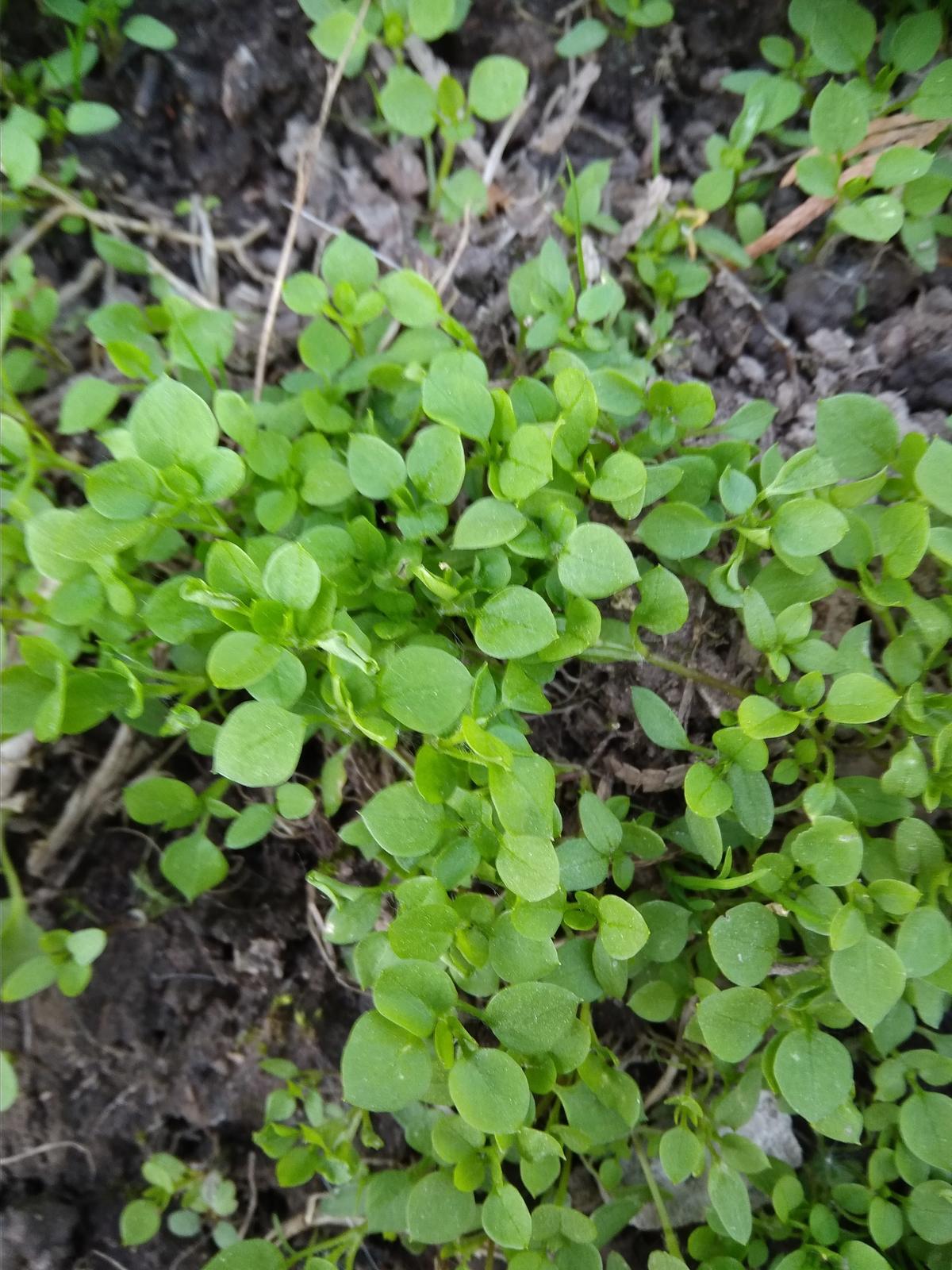Семена Лебеды Купить