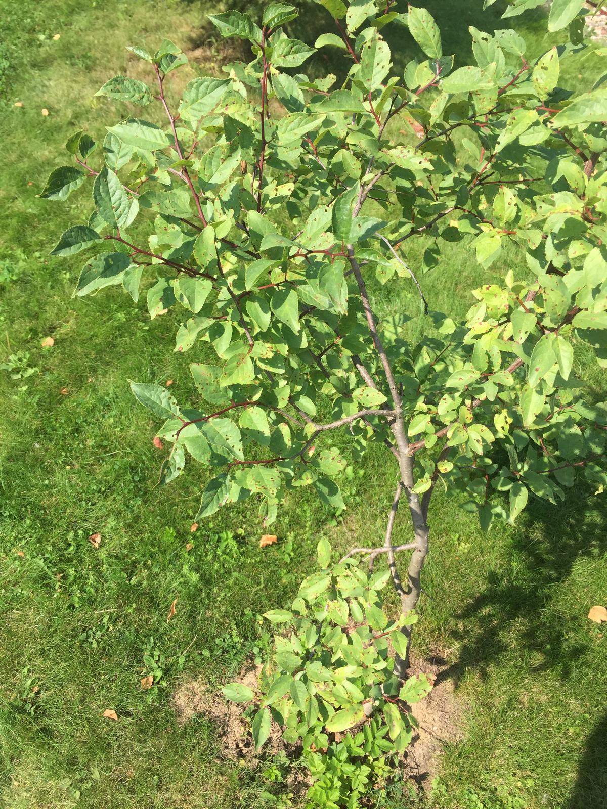 Co je to za strom? odpovědi odborníků 7dach ru