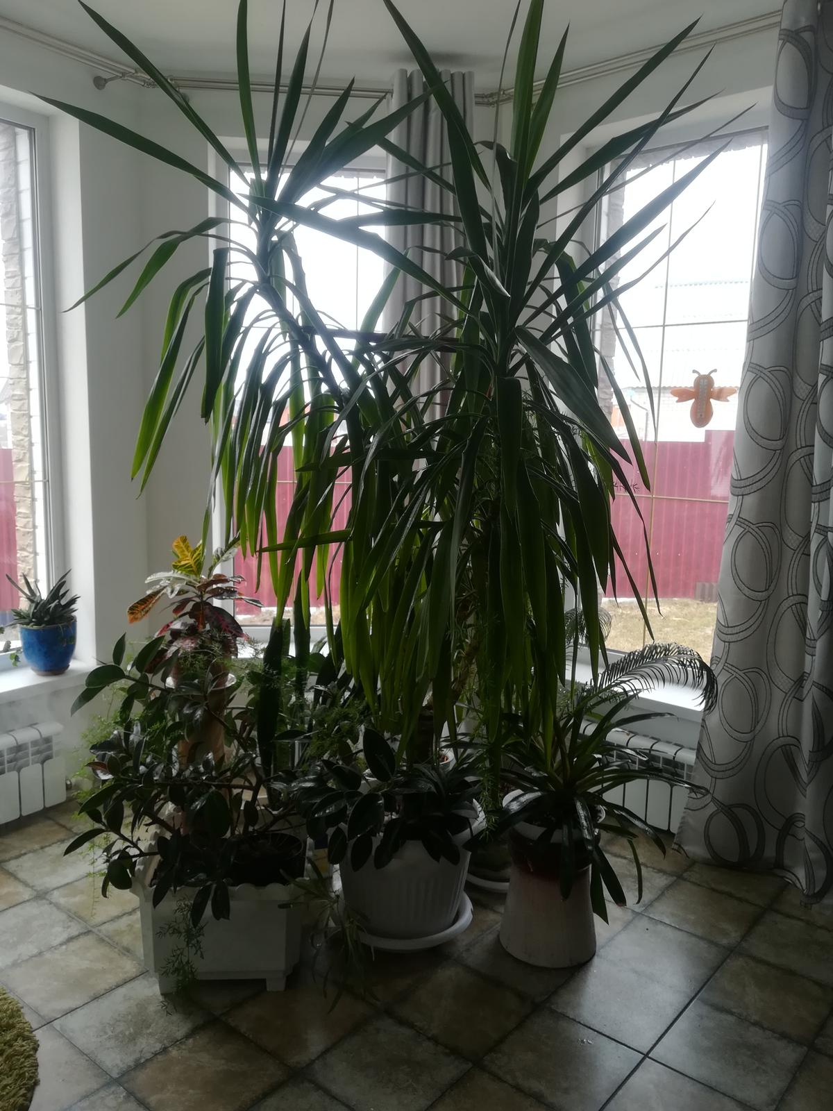 Пальма Юкка в интерьере