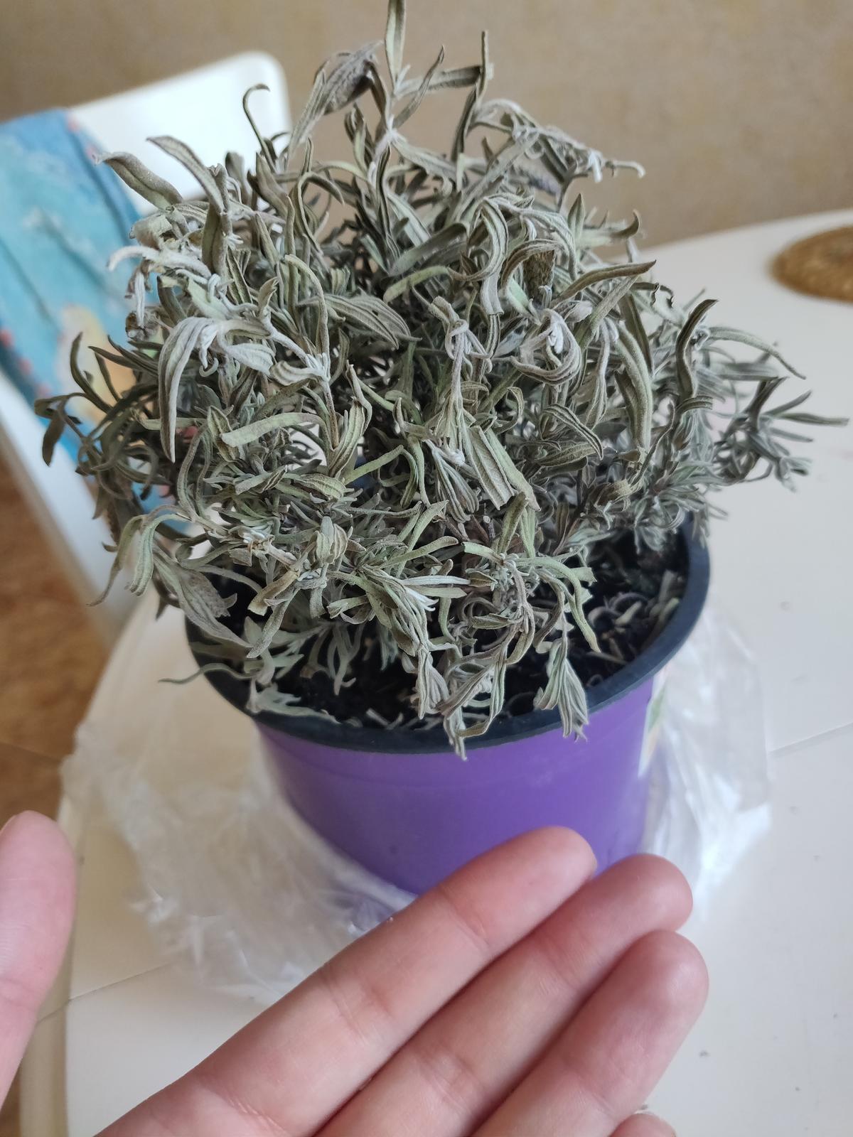 цветы засохли но остались