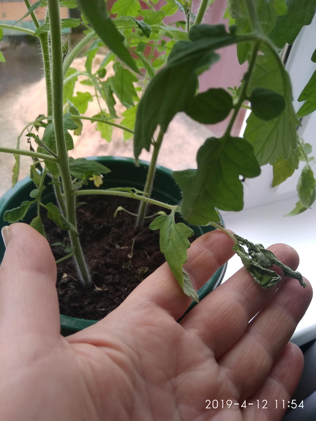 Вянут листья у рассады томатов что делать