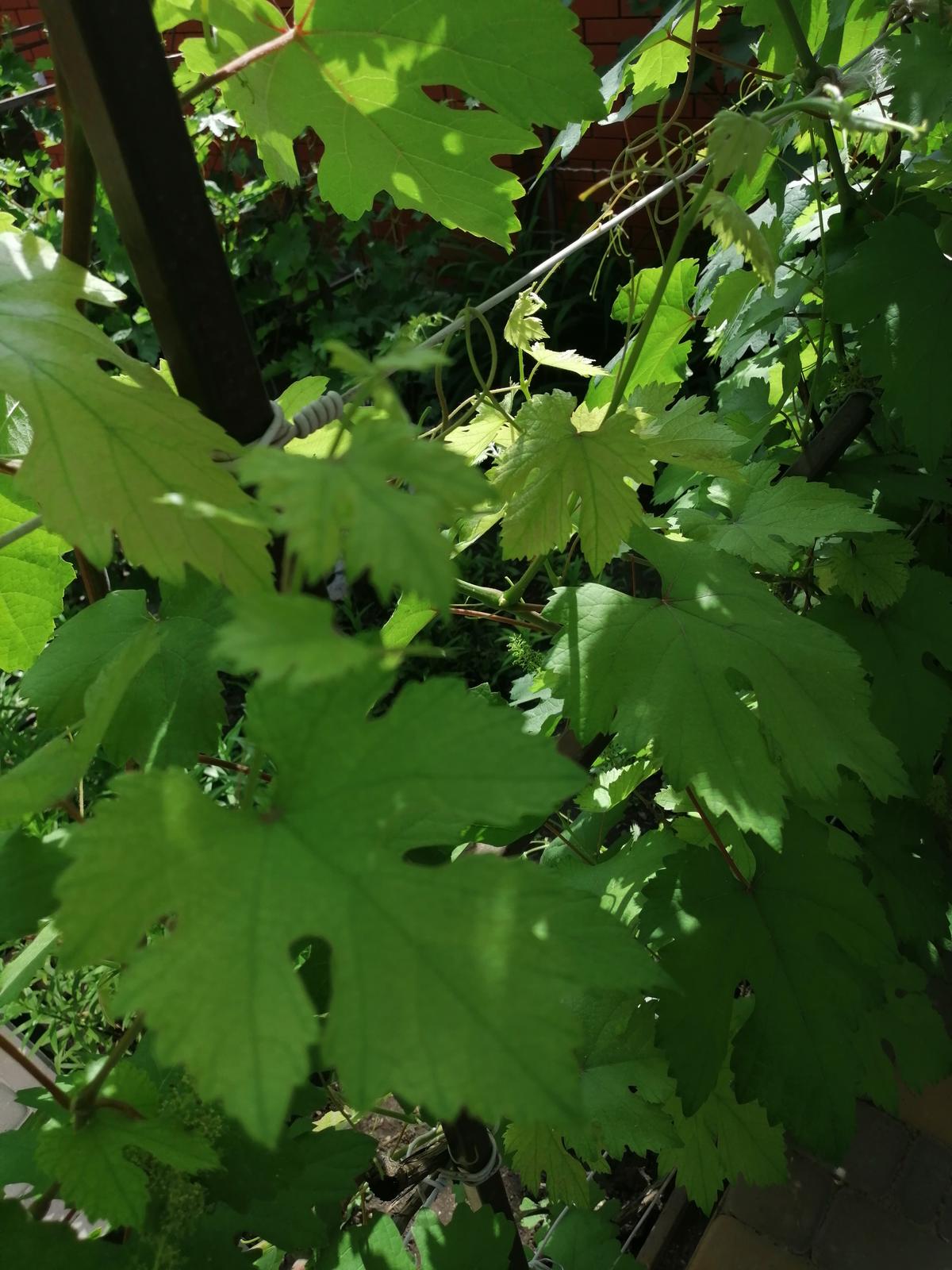 Почему листья винограда. Курчавость виноградных листьев. Лист винограда. Лист на винограде светло зеленые. Бледно зеленые листья у винограда.
