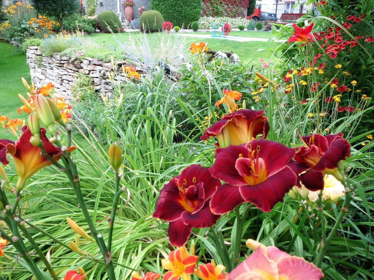 лилейник махровый найт эмбер. лилейник гибридный ‘night embers’. лилейник найт эмбер. лилейник гибридный найт эмберс. лилейник найт.