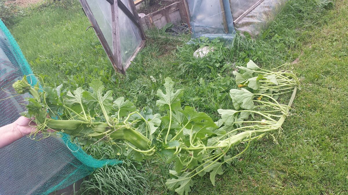 тыква фиголистная. тыква отрезают плодоножку. тыква биг макс cucurbita maxima. ). у тыквы стебель.